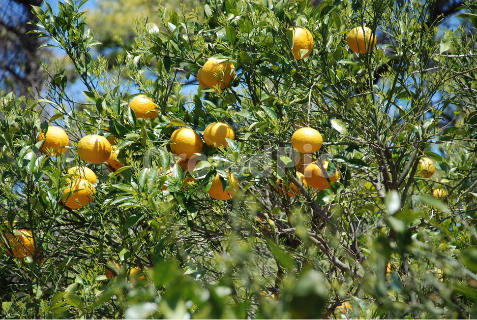 제주,황금향,나무,열매,귤,식물,자연,plants,nature,과일,열매,fruit