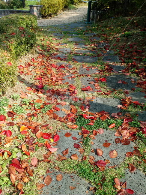 낙엽,단풍,가을,감성,길,잎,maple,가을,계절,fall,autumn,season,식물,자연,plants,nature,leaf,plant,tree,나무