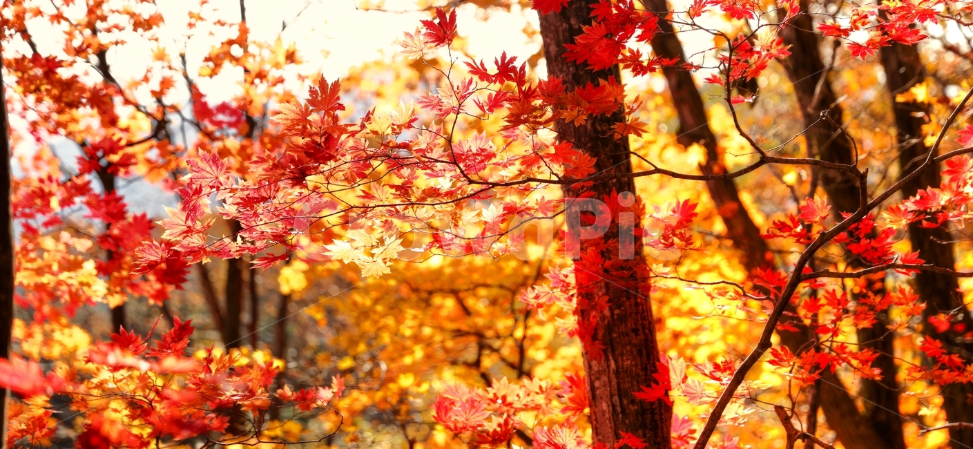반정,길,대관령,대관령옛길,가을,단풍,가을,계절,fall,autumn,season,식물,자연,plants,nature,leaf,잎,plant,tree,나무,maple