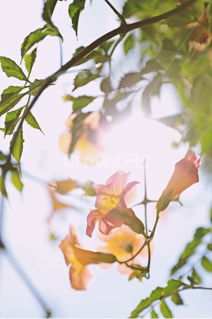 능소화,꽃,여름,flower,atrumpetcreeper,nature,sunlight,여름,계절,summer,season,식물,자연,plants,nature,꽃,flower,휴식,힐링,rest,relaxation,healing,plant,leaf,잎