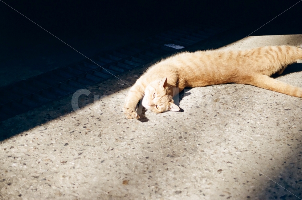 고양이,동물,포유류,animal,cat,길거리,street,표정,감정,emotion,동물,animal,포유류,mammal,고양이,cat,kitten,kitty,감성,sensible,feeling,휴식,힐링,rest,relaxation,healing