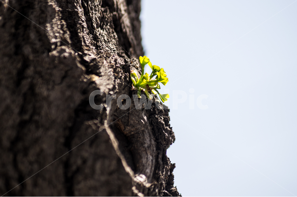 봄,나무,새싹,분위기,감성,식물,자연,plants,nature,나무,trees,wood
