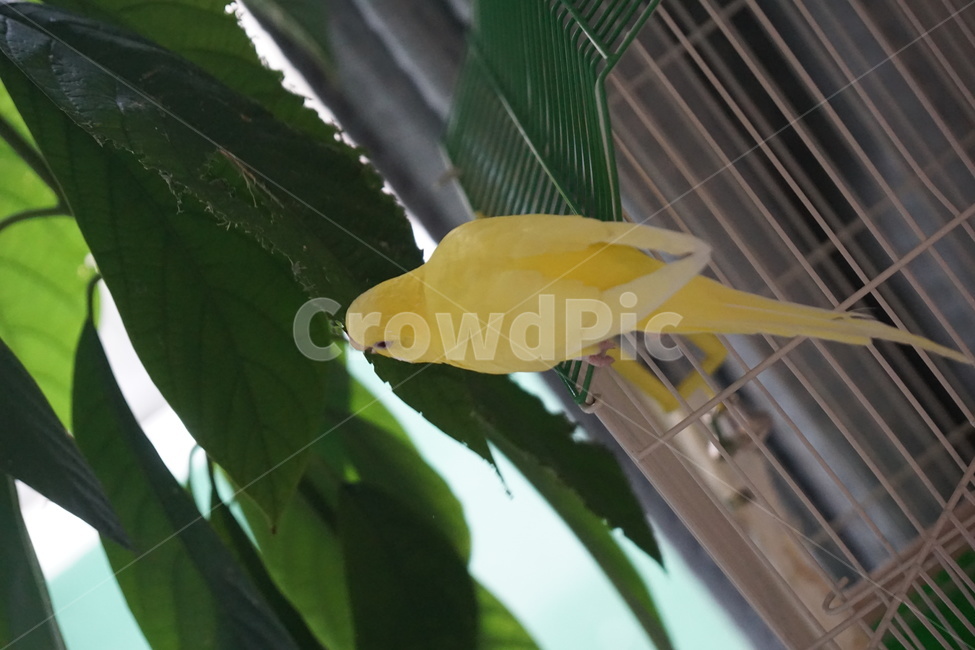 새,사랑애무,playing,parakeet,잉꼬,bird,조류,fancyparakeet,노란색새,노란새,동물,animal,조류,새,birds