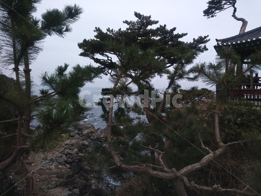 나무,식물,바다,돌,하늘,자연,풍경,nature,landscape,식물,plants,나무,trees,wood