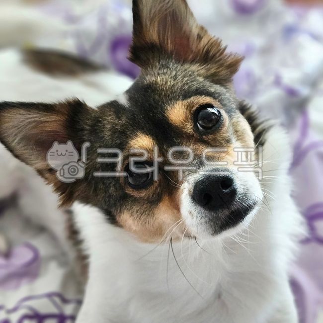 dog,강아지,동물,강아지얼굴,animal,puppy,애완동물,pet,포유류,mammal