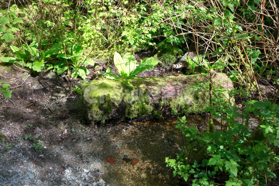 스냅,snap,풍경,landscape,여행,travel,자연,nature,너구리,자연,풍경,nature,landscape,식물,plants,plant