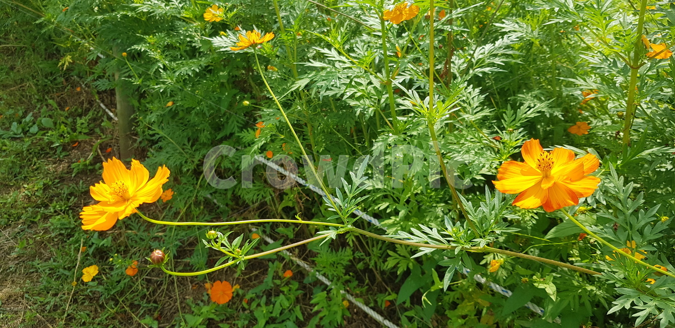 꽃,주황,길,잎사귀,흙,자연,풍경,계절,화단,pottedplant,planter,herbs,herbal,식물