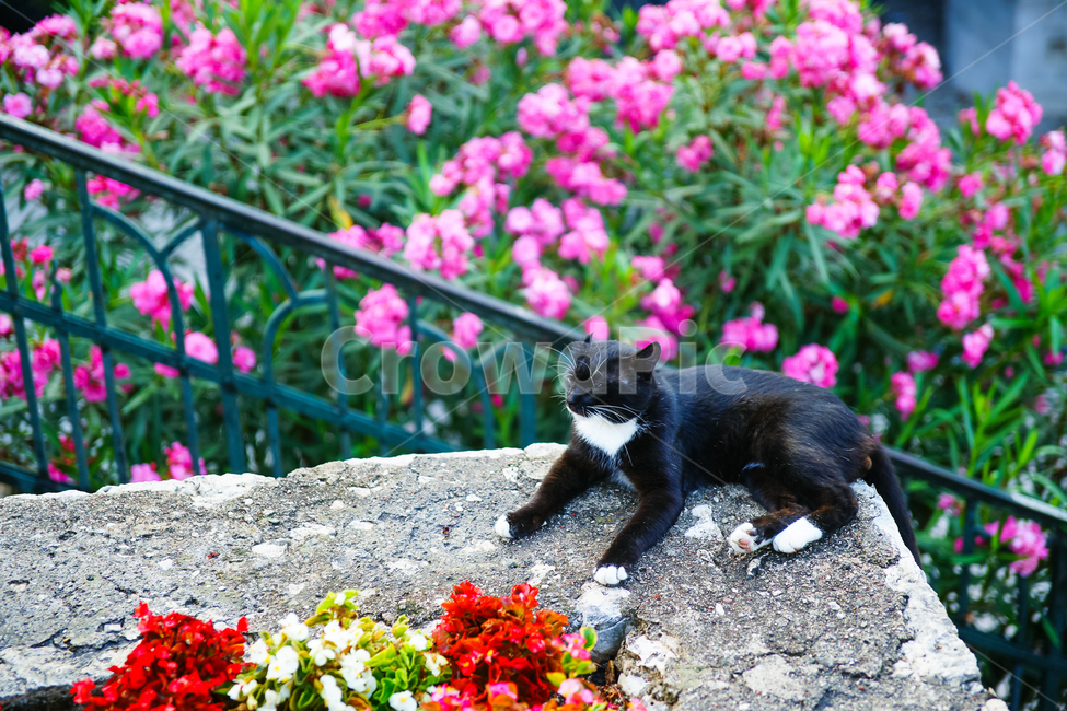 동물,길냥이,고양이,여유,cat,straycat,animal,동물,animal,포유류,mammal,고양이,cat,kitten,kitty
