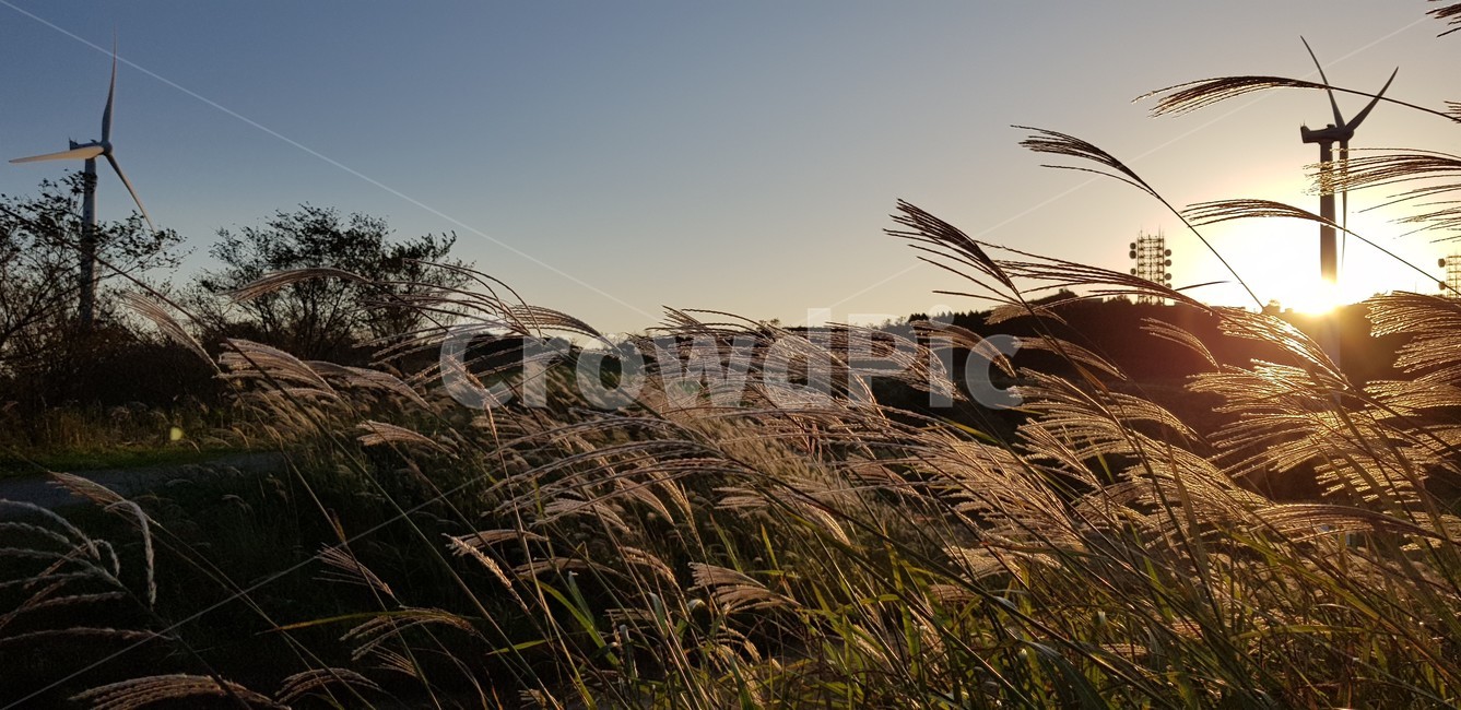 가을,억새,자연,식물,하늘,흰색,풍경,감성,서정,nature,season,autumn,fall,white,일몰,태양,바람,browm,갈색,가을,계절,fall,autumn,season,자연,풍경,nature,landscape,plant,grass,잔디,lawn,reed,갈대