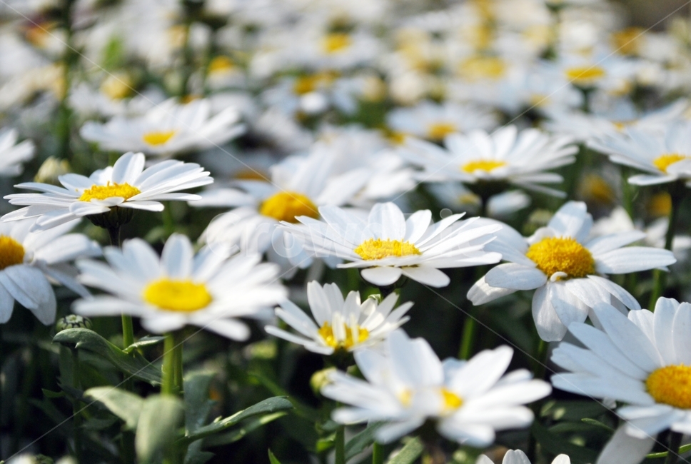 꽃,화단,식물,봄,흰색,flower,flowerbed,plant,spring,white,식물,자연,plants,nature,꽃,flower