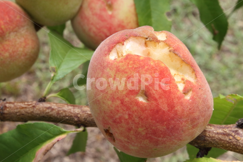 복숭아,농작물,peach,과일,농사,식물,자연,plants,nature,과일,열매,fruit