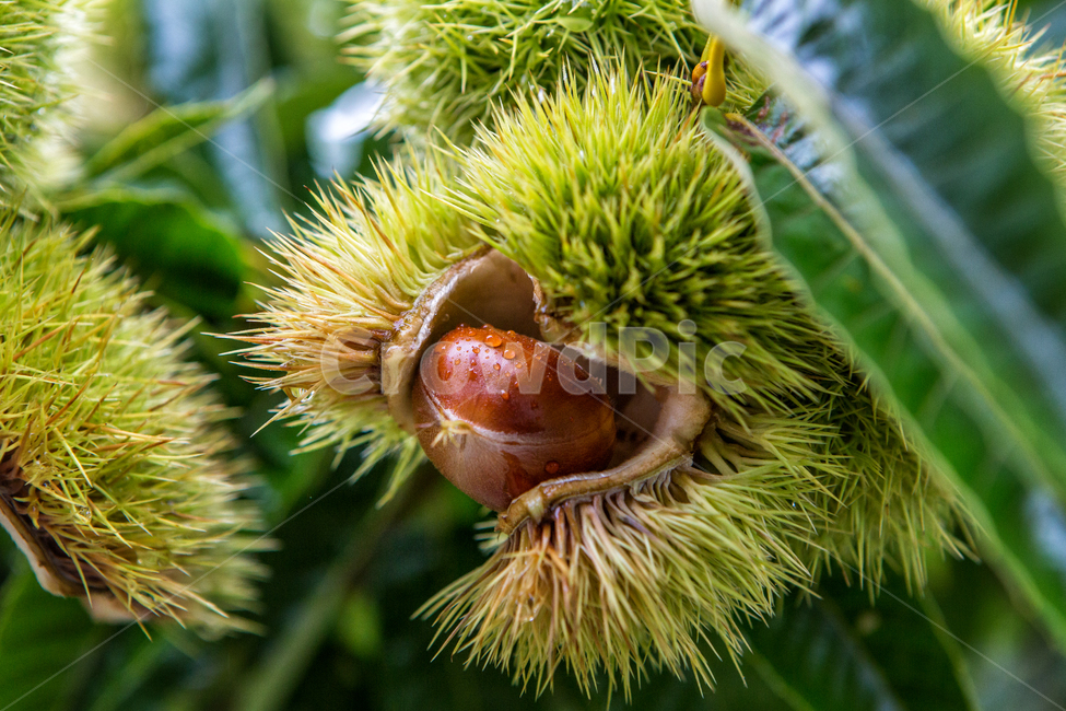 밤,밤나무,가시,가을,밤가시,열매,밤껍질,밤송이,가을,계절,fall,autumn,season,과일,열매,fruit,plant,식물