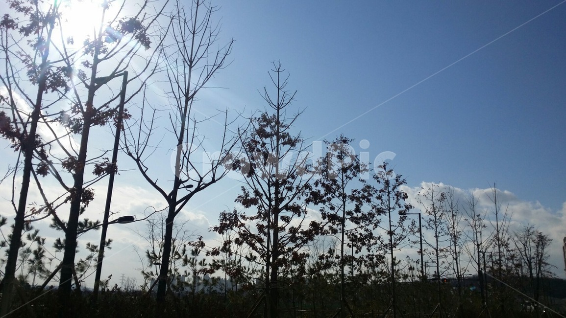 하늘,나무,햇빛,구름,파란색,자연,풍경,nature,landscape,vegetation,초목,plant,식물