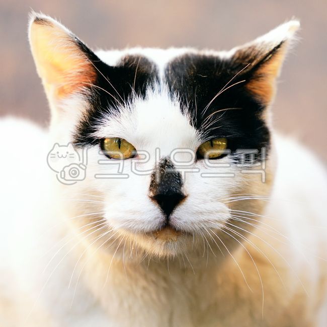 Meow,wild animals,Pets,pet cat,stray cat,mammal,cat,animal,mammalia,pet