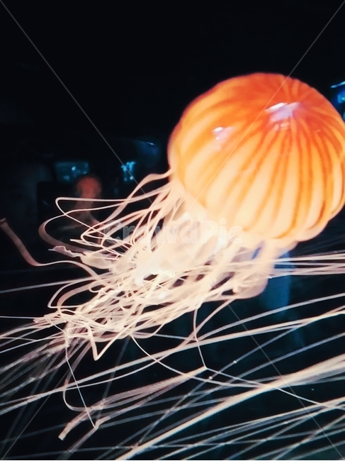 해파리,jellyfish,orangejellyfish,주황해파리,가이유칸해파리,동물,animal,색깔,색상,색채,색감,color sense,color sensitivity,feeling of color
