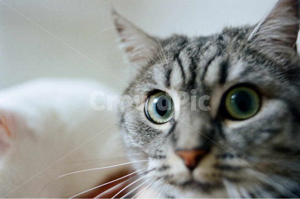 고양이,동물,눈,애완동물,반려묘,동물,animal,포유류,mammal,고양이,cat,kitten,kitty