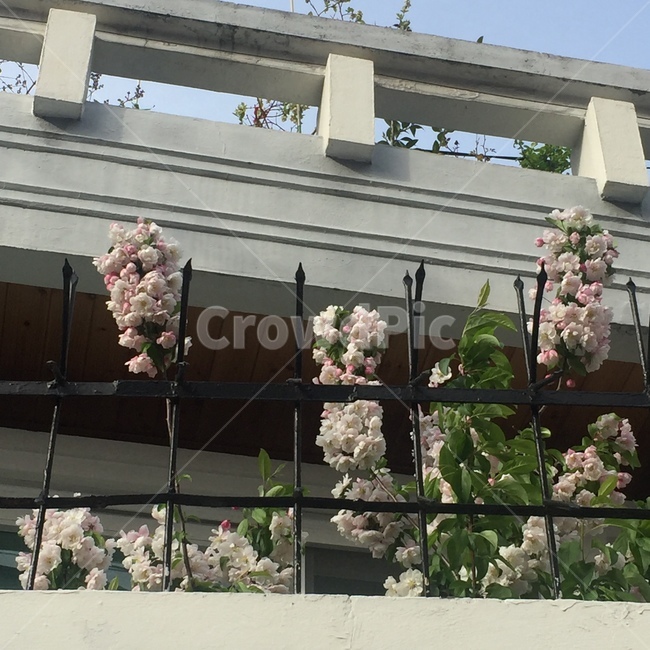 담장,철장,봄꽃,풍경,계절,springseason,식물,자연,plants,nature,꽃,flower,나무,trees,wood,감성,sensible,feeling,spring,korea,blossom,집,house