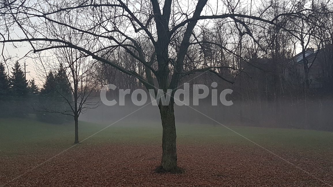 안개낀공원,안개,흐린날,을씨년,공원,옥외,나무,낙옆,오후,nature,자연,weather,날씨,outdoors,fog,자연,풍경,nature,landscape