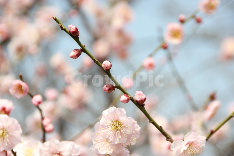 매화,꽃,매화꽃,자연,풍경,식물,자연,plants,nature,꽃,flower