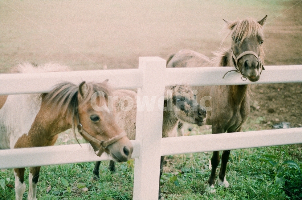 포니,망아지,말,목장,필름사진,제주도,목축업,목장,livestock farming,ranching,pasture