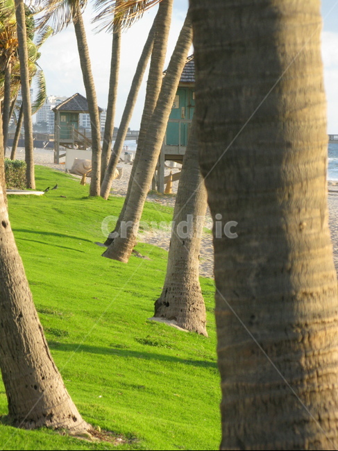 바다,캐리비안,야자수,코코넛,야자나무,해변,잔디,palmtree,beach,tropicalbeach,식물,자연,plants,nature,나무,trees,wood