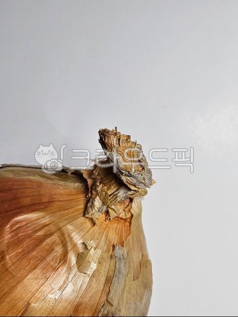 양파,흰배경,야채,채소,양파꼭지