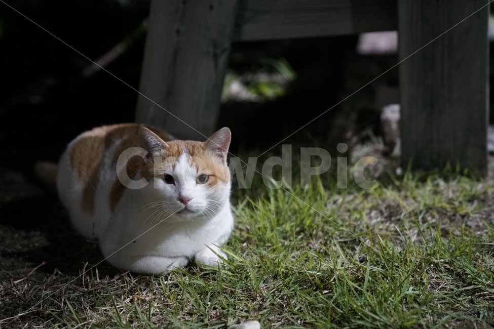 고양이,편안함,야옹이,냥이,애완동물,동물,animal,포유류,mammal,고양이,cat,kitten,kitty