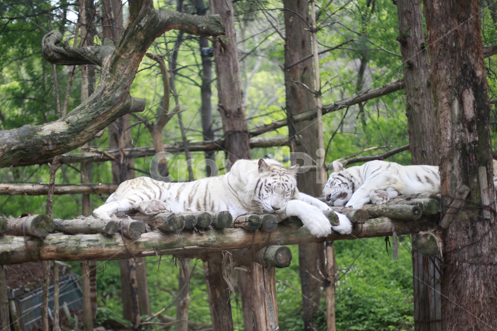 호랑이,동물원,동물,백호랑이,백호,낮잠,동물,animal,포유류,mammal
