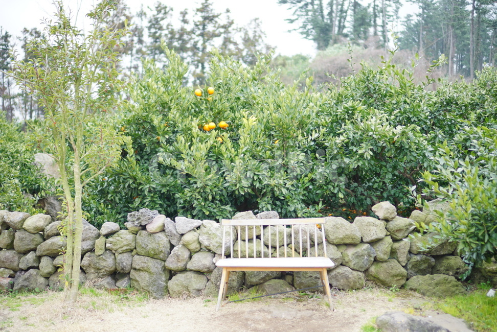 벤치,나무,귤나무,초록,정원,공원,가든,열매,나무의자,휴식,여름,초록이,bench,tree,orange,green,summer
