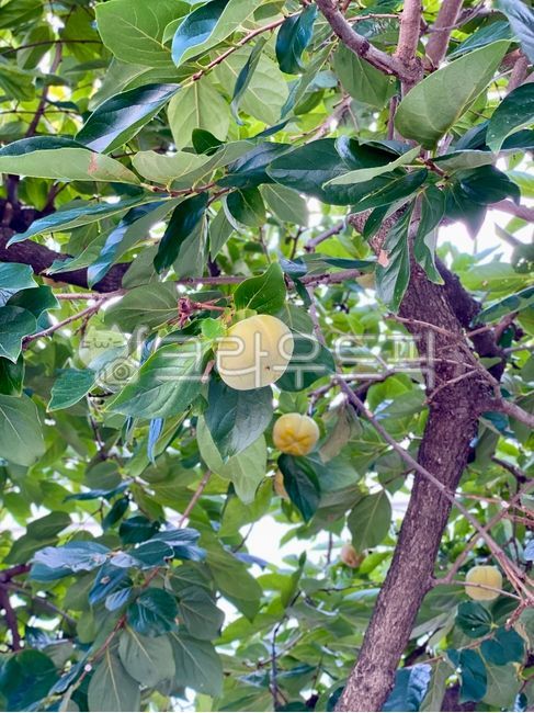 plant,식물,감,나무,감나무,leaf,나뭇잎,열매,초록색,green,fruit