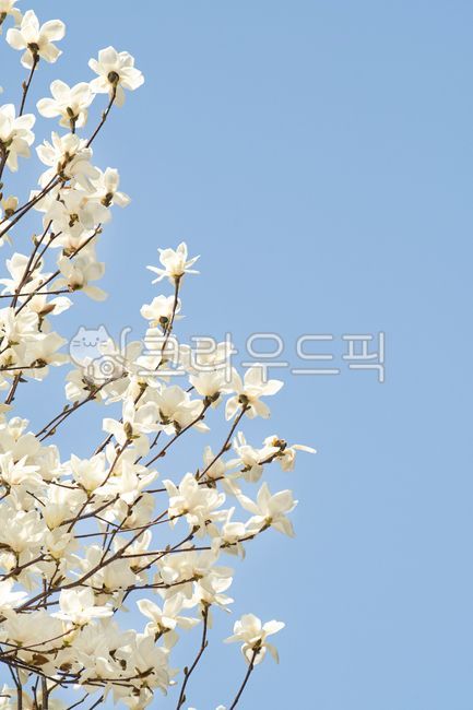 봄,목련꽃,목련,나무,꽃놀이,봄소식,푸른,하늘,경치,맑음,맑은,날씨,3월,4월,블로섬,네이처,가지,나뭇잎,개화,계절,식물,내추럴,꽃,카피공간,자연,아름다운,배경,풍경,만개,하늘색,흰색,화려한,꽃잎,야외,꽃봉오리
