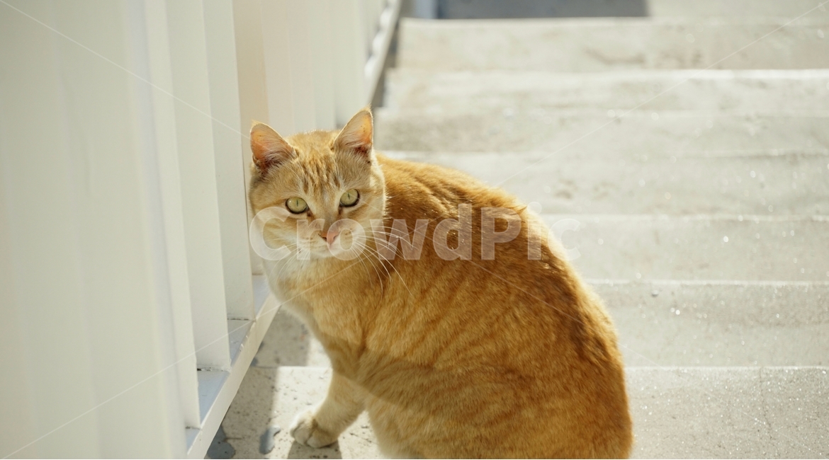 동물,고양이,귀여운,cat,animal,동물,animal,포유류,mammal,고양이,cat,kitten,kitty
