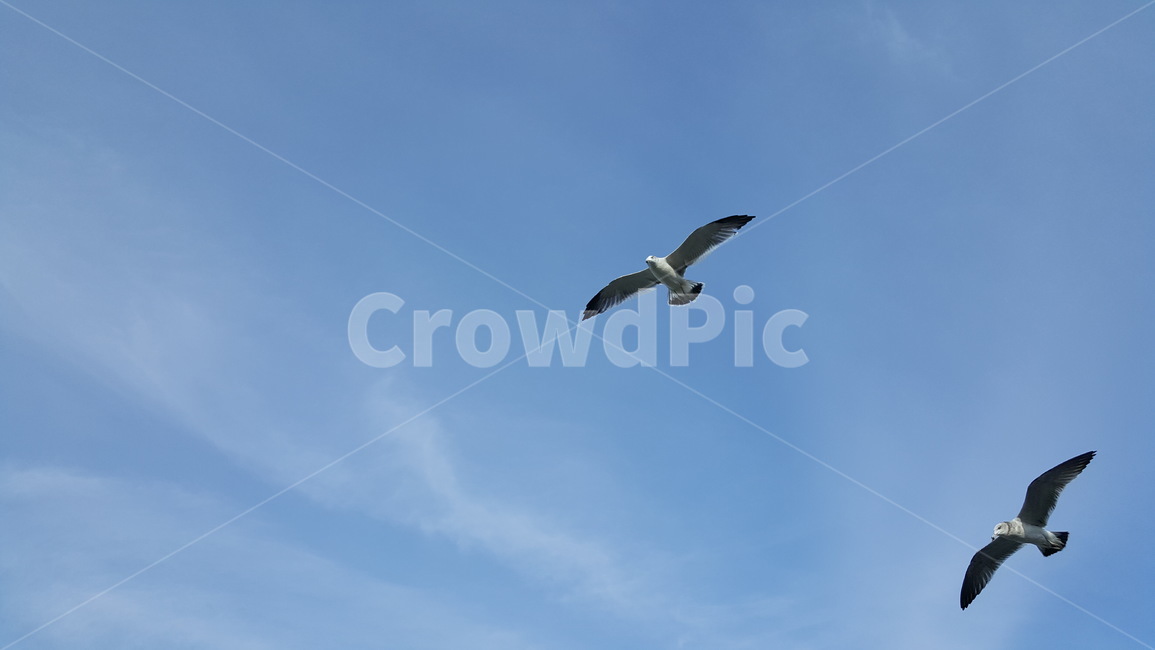 flying,나는,animal,동물,bird,새,갈매기,하늘,파란하늘,높은하늘,조류,새,birds