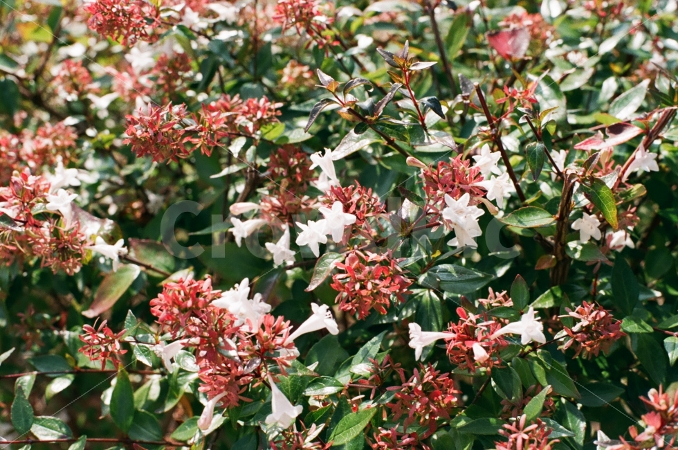 warmth,fall,plant,autumn,Emotion,park,monotone,pilm,flower,film camera