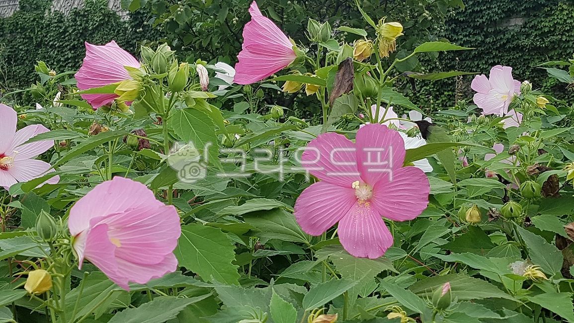부용,아욱과,아욱목,이판화군,쌍떡잎식물,속씨식물,hibiscus,mutabilis,갈래꽃,낙엽관목,芙蓉,꽃,flower,blossom,히비스커스,plant,식물