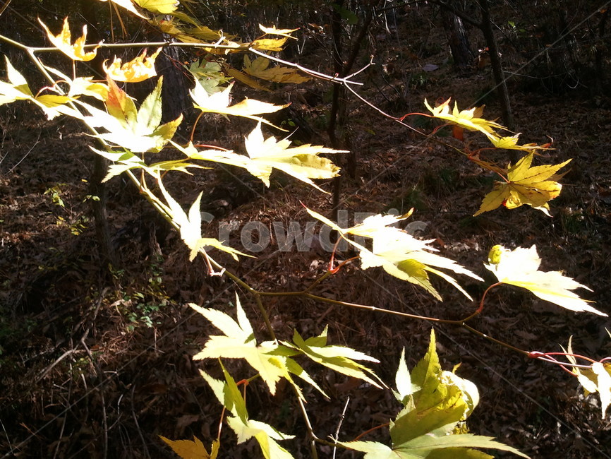 단풍나무,가로수,정원수,낙엽교목,maple,식물,자연,plants,nature