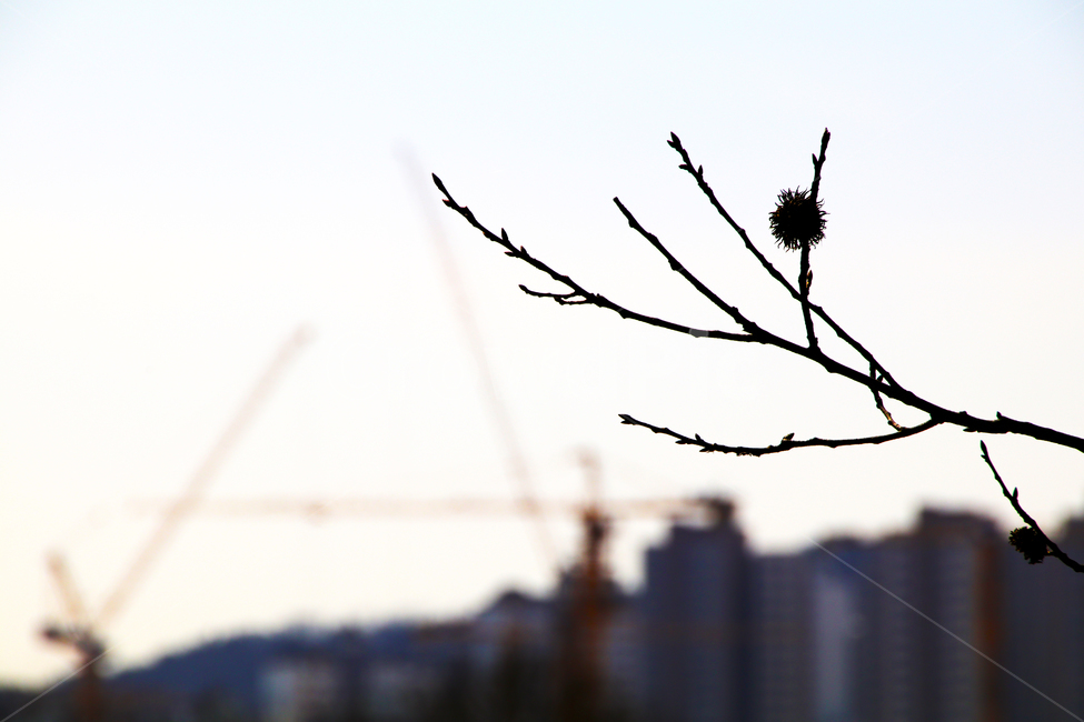 하늘,나무,나뭇가지,구름,건물,식물,자연,plants,nature