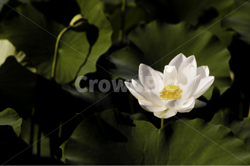 흰꽃,연꽃,식물,아웃포커싱,배경화면,여름,생명,식물,자연,plants,nature,꽃,flower