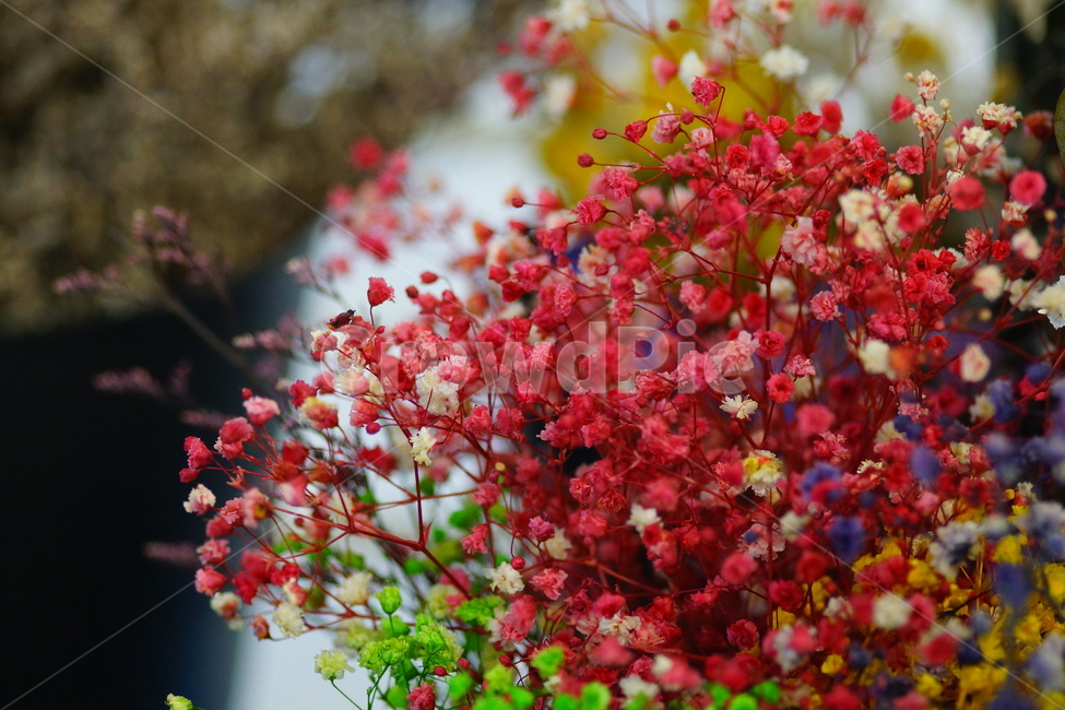 빨간,빨간색,안개꽃,자연,드라이플라워,꽃다발,식물,꽃,flower,기념일,축하,anniversary,congratulation,celebrate,celebration