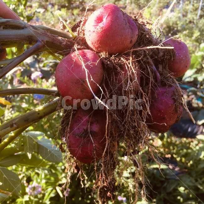 자색감자,감자,식이섬유,농사,유기농감자,농업,농사,agriculture,farming,farming industry