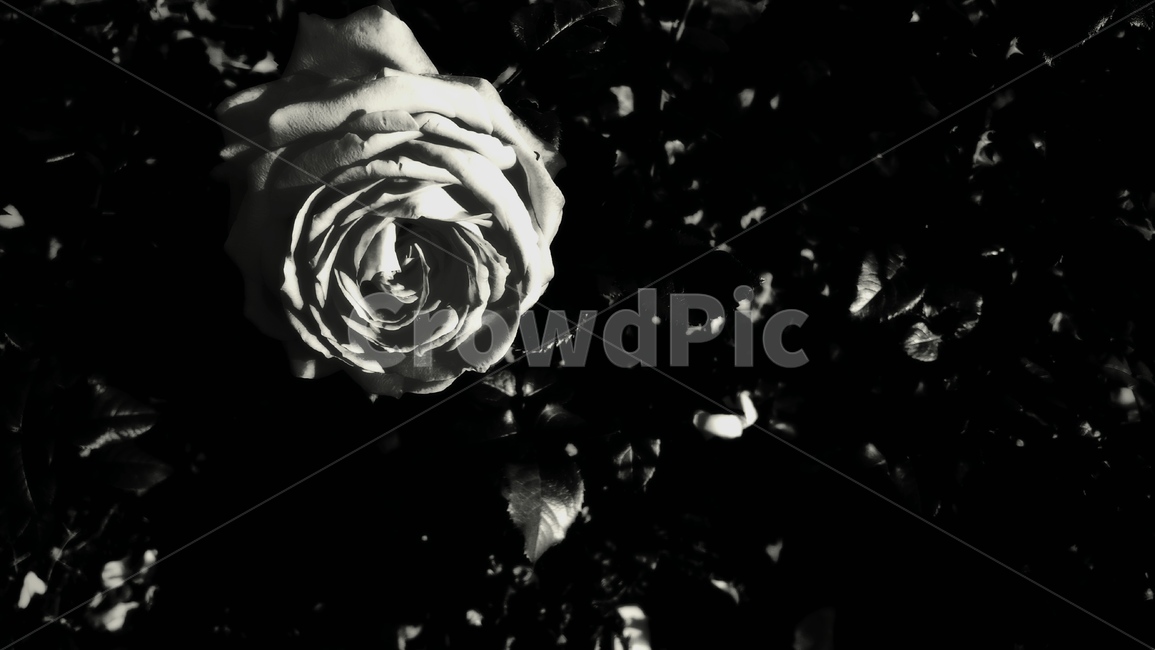 blossom,꽃,plant,식물,rose,장미,flower,흑백,검정,검정색,black,쓸쓸함,외로움,식물,자연,plants,nature,꽃,flower,흑백,모노톤,monochrome,black and white