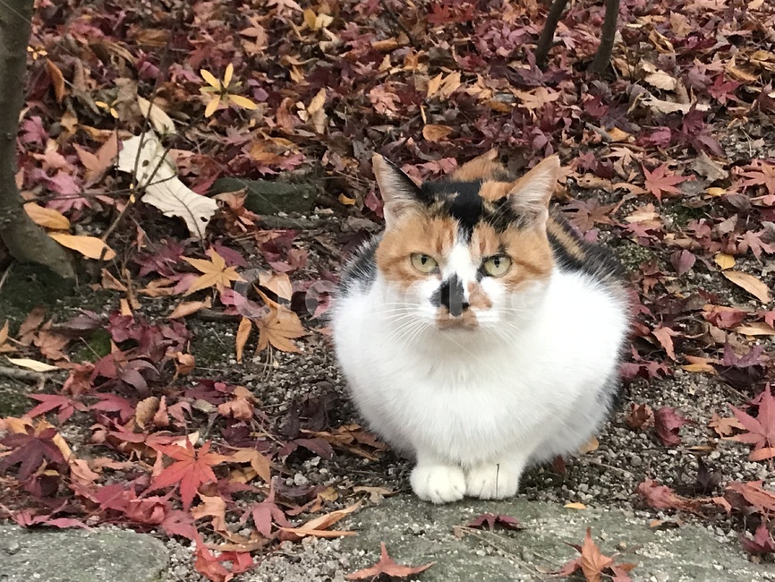 고양이,길고양이,삼색고양이,식빵고양이,가을,낙엽,가을,계절,fall,autumn,season,동물,animal,포유류,mammal,고양이,cat,kitten,kitty,leaf,잎,plant,식물,tree,나무,ground,바닥