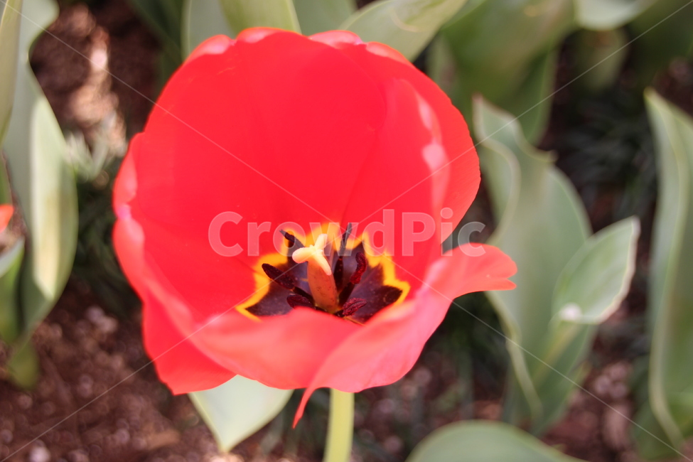 꽃,봄,여름,벌,빨강,flower,spring,summer,식물,자연,plants,nature,꽃,flower