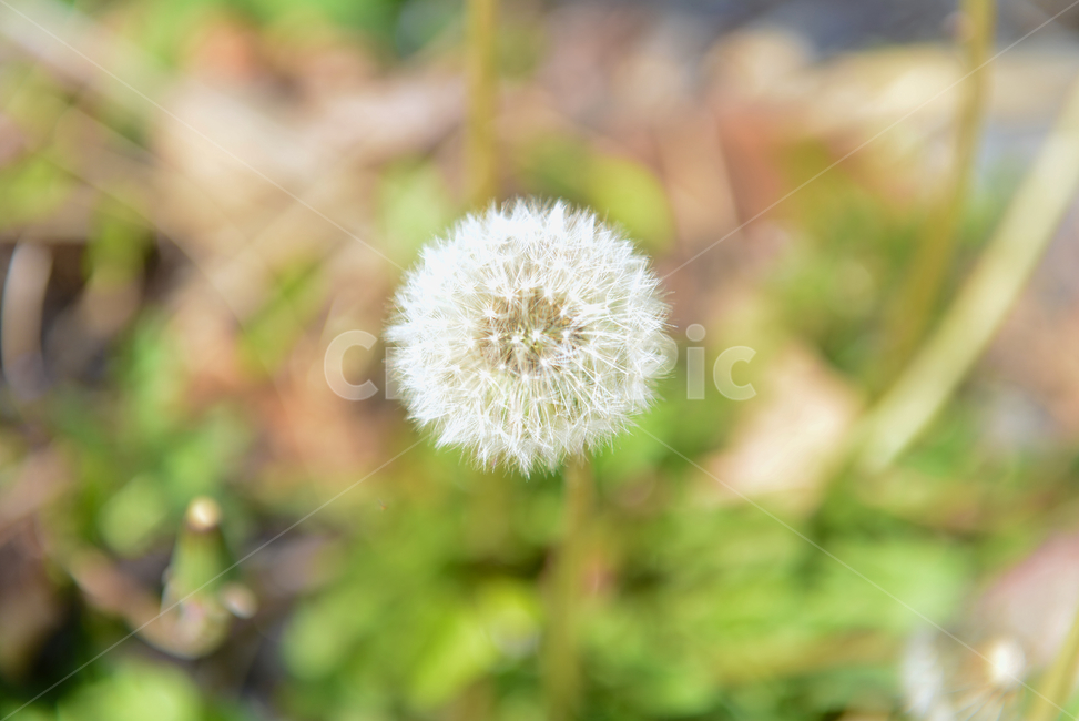 민들레,꽃,자연,접사,힐링,신선함,안식처,season,plants,nature,flower,sensible,feeling,색깔,색상,색채,색감,colorsense,colorsensitivity,feelingofcolor,감성,평온함,느낌,휴식,koreanature,landscape