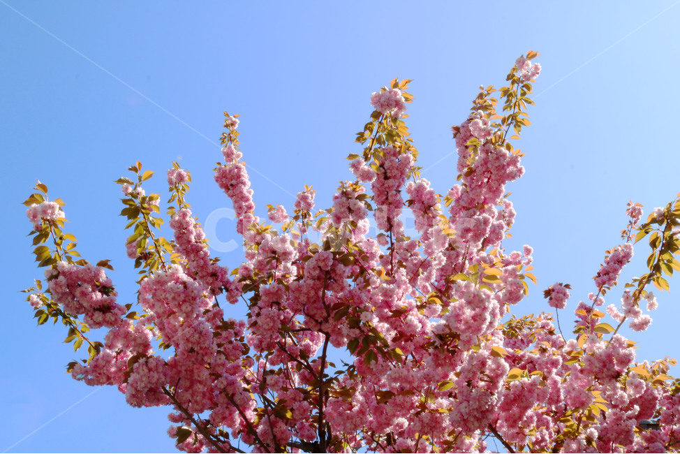 doublefloweringcherryblossoms,겹벚꽃,벚꽃,꽃,cherryblossoms,spring,flowers,sky,beautiful,청량한,맑은,하늘,봄,꽃나무,개화,봄,계절,spring,season,plant,식물,flower,blossom
