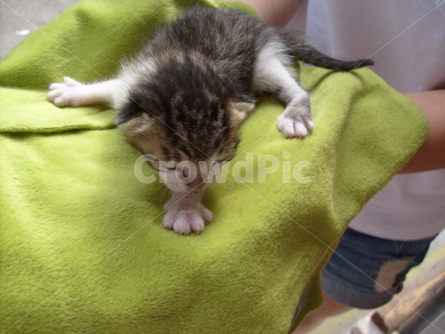고양이,길고양이,새끼고양이,코숏,도둑고양이,가르마탄고양이,공터,뒤뜰,어린고양이,어린동물,아기고양이,동물,animal,포유류,mammal,고양이,cat,kitten,kitty