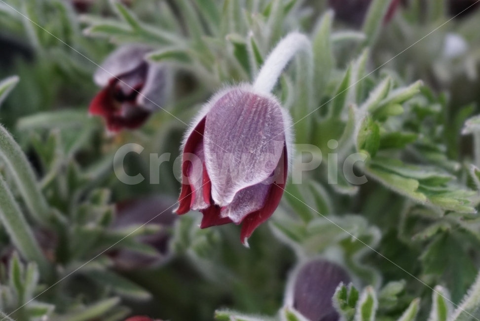 봄,spring,봄꽃,할미꽃,flower,플라워,자연의꽃,귀한꽃,야생화,식물,자연,plants,nature,꽃,flower