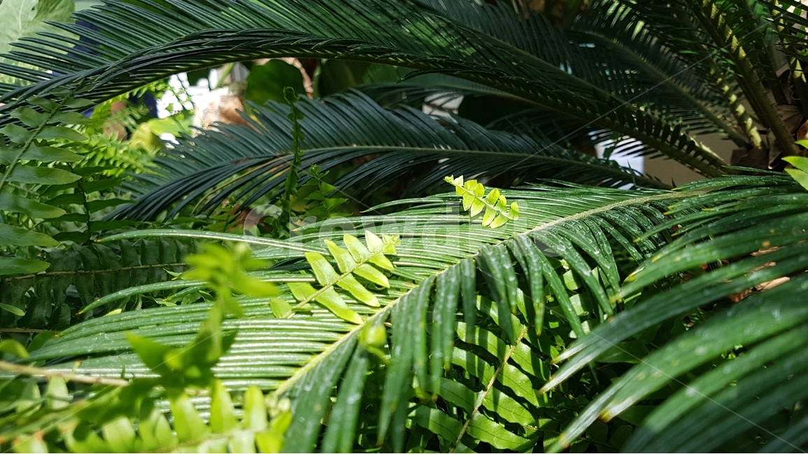 봄,spring,식물,보태니컬,green,garden,정원,식물원,plant,botanical,봄,계절,spring,season,식물,자연,plants,nature