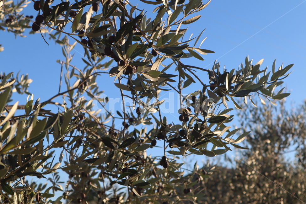 올리브나무,올리브열매,올리브오일,나무,식물,이탈리아올리브,열매,식물,자연,plants,nature