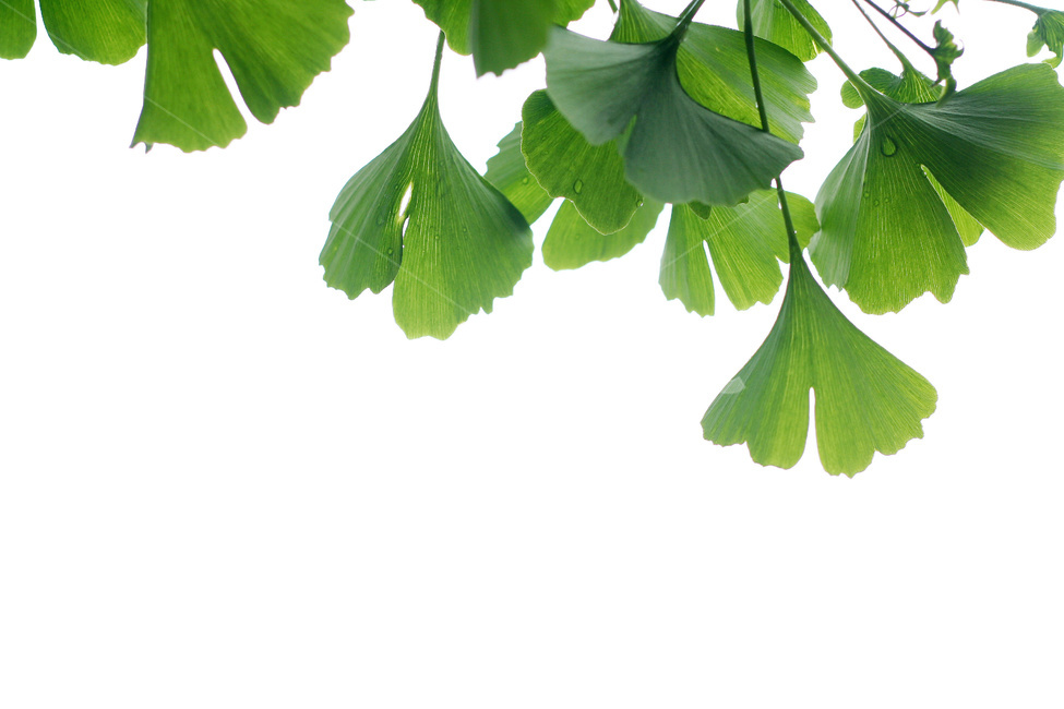은행잎,은행나무,약용식물,녹색은행잎,은행나무잎사귀,식물,자연,plants,nature